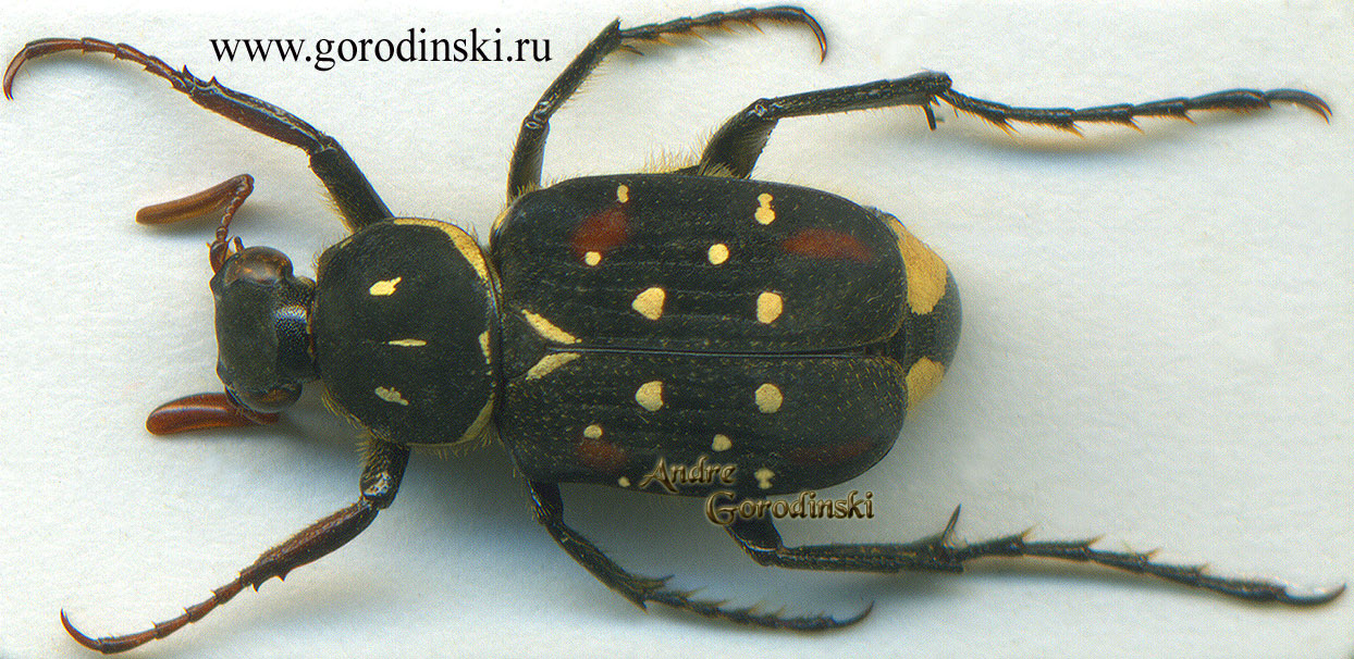 http://www.gorodinski.ru/cetoniidae/Paratrichius kucerai.jpg